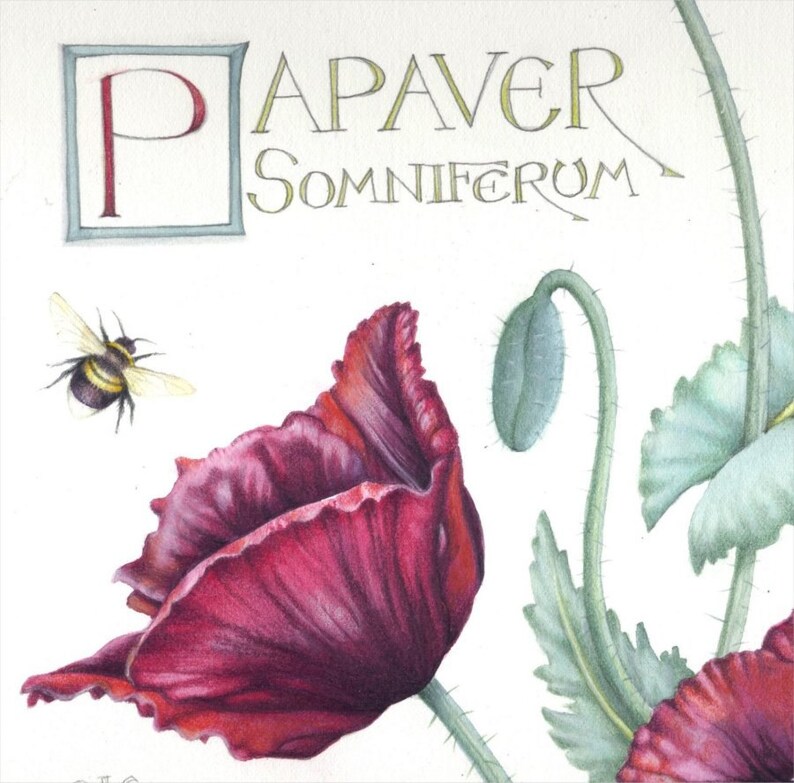 May include: A watercolor illustration of a poppy flower, with a deep red bloom and green leaves. The image includes a bumblebee in flight and the text "PAPAVER SOMNIFERUM". The letter "P" is in a square frame.
