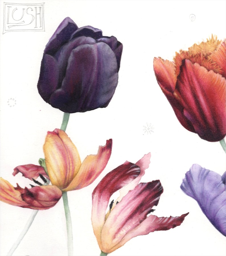 May include: Watercolor illustration of several tulips in various stages of bloom. The flowers display a range of colors, including deep purple, red, orange, yellow, and pink. The word "LUSH" is written in the upper left corner.