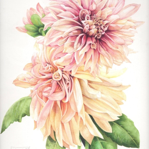 Botanische kunstafdruk | Crème dahlia's | 7 "x 10" | Archiefafdruk | Bloemenprint | Aquarelprint | Kunst aan de kleine muur | Cafe au Lait-dahlia's