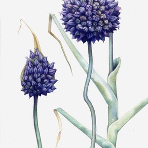 Art print of blue garlic flower 7 x 10 Reproduction of botanical watercolour Allium ampeloprasum, County Flower of Cardiff image 2