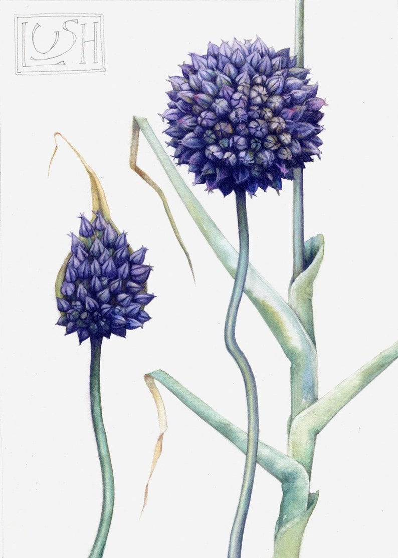 Art print of blue garlic flower 7 x 10 Reproduction of botanical watercolour Allium ampeloprasum, County Flower of Cardiff image 2