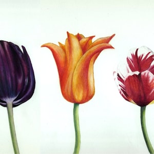 Aquarelle originale Tulipes colorées (fr) Peinture sur papier aquarelle Fabriano 14" x 5,5" Art botanique (art botanique) Image de fleur