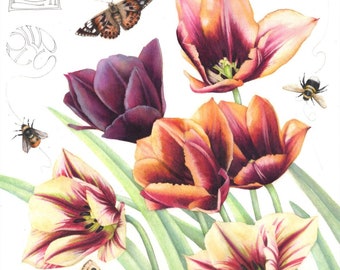 Tulips, butterflies and bees | Archival print from a watercolour by Helen Lush | Botanical art | 7" x 7" | Flowers and insects