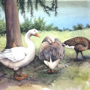 Roath Park Lake Archival print Watercolour painting of Geese Welsh watercolor Cardiff scene Geese, water, willows By Helen Lush image 3