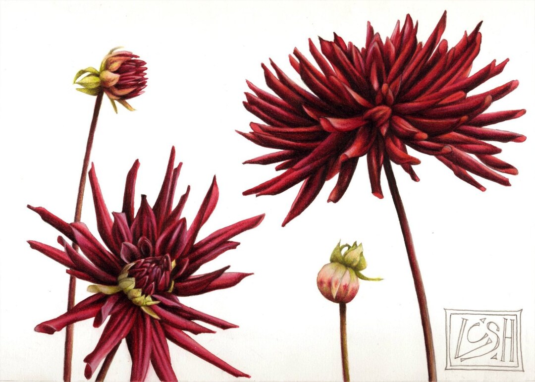 Botanical Art Print | Red Dahlias | 10" X 7" | Archival Print | Flower ...