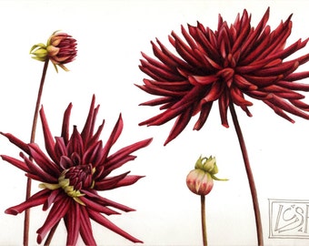 Botanical art print | Red dahlias | 10" x 7" | Archival print | Flower print | Watercolor print | Small wall art | Red dahlia flowers