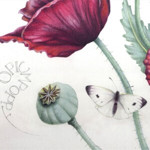 May include: A watercolor illustration of a poppy flower with a deep red petal. A green seed pod and a white butterfly with black markings are also depicted. The word "OPIC" and "POPPY" are written in pencil.