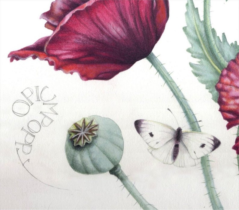 May include: A watercolor illustration of a poppy flower with a deep red petal. A green seed pod and a white butterfly with black markings are also depicted. The word "OPIC" and "POPPY" are written in pencil.