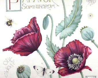 Poppy print | Opium Poppy | Botanical art | 7" x 7" |  Print of watercolour painting | Papaver somniferum | Poppy flowers and seedheads