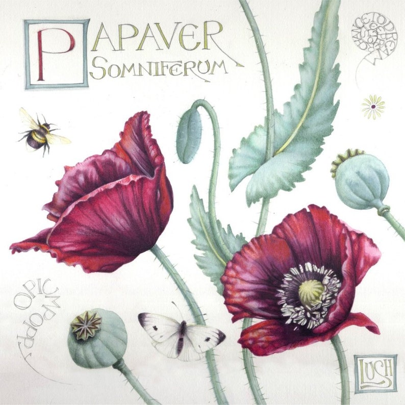 May include: Watercolor illustration of Papaver somniferum, featuring vibrant red poppies with dark centers, green stems, and leaves. A bee and a white butterfly are also depicted. The artwork includes the text "PAPAVER SOMNIFERUM".