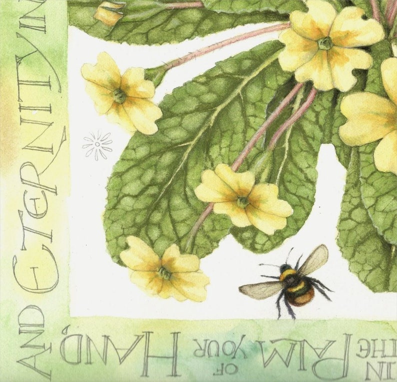 Archival print Primroses 7 x 7 British wildflowers Botanical watercolor Watercolour painting by Helen Lush William Blake poem