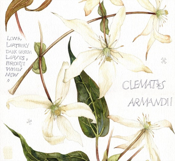 Clematis Armandii Original Watercolour 15 X Etsy Clematis Armandii Original Watercolour 15 X Etsy