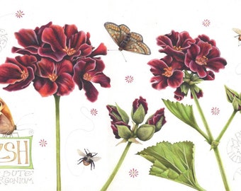 Original watercolour painting | Dark red Pelargonium flowers | 14" x 9" | "Lord Bute" geraniums | Botanical art | Butterflies and Bumblebees