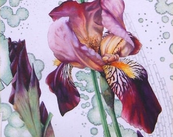 Bearded Iris painting | Original watercolour | Lilac and dark red flowers | 10" x 17" | Botanical art by Helen Lush.