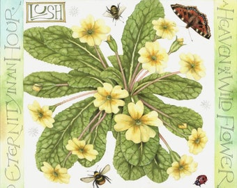 Primroses | Archival print | Watercolour painting by Helen Lush | 7" x 7" | Botanical watercolor | William Blake poem | British wildflowers