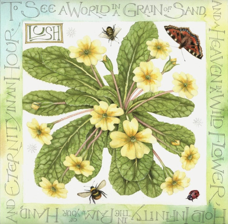Archival print Primroses 7 x 7 British wildflowers Botanical watercolor Watercolour painting by Helen Lush William Blake poem