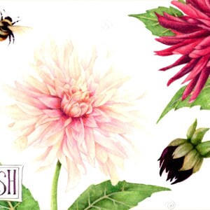 Dahlia print Botanical watercolour 7 x 7 Flowers, buds, butterfly and bees Print of a watercolor by Helen Lush Dahlia Dance image 3