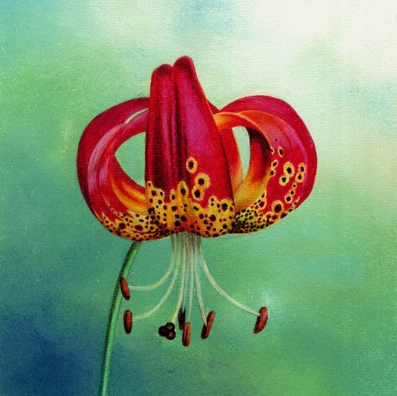 Spotted Lily Archival Print Botanical Art Red Flower Etsy