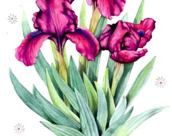 Iriswaterverf | Origineel schilderij | Kalligrafie | Paarse bloemen | Botanische kunst | Kersentuin Iris | 7" x 10" | Aquarelbloemen