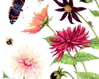 Dahlia print | Botanical watercolour | 7" x 7" | Flowers, buds, butterfly and bees | Print of a watercolor by Helen Lush | Dahlia Dance