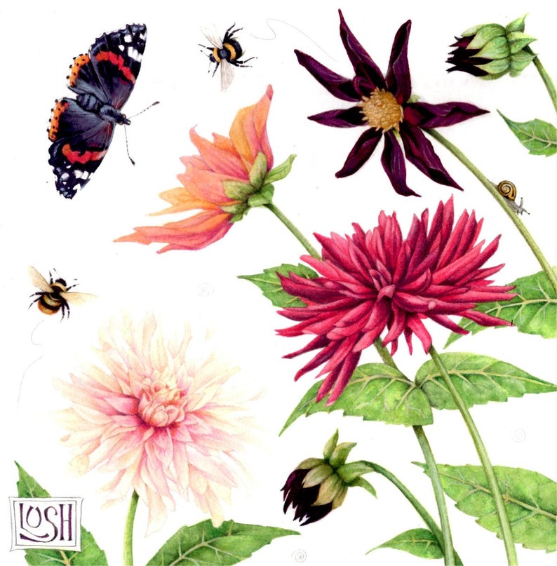 Dahlia print Botanical watercolour 7 x 7 Flowers, buds, butterfly and bees Print of a watercolor by Helen Lush Dahlia Dance image 1