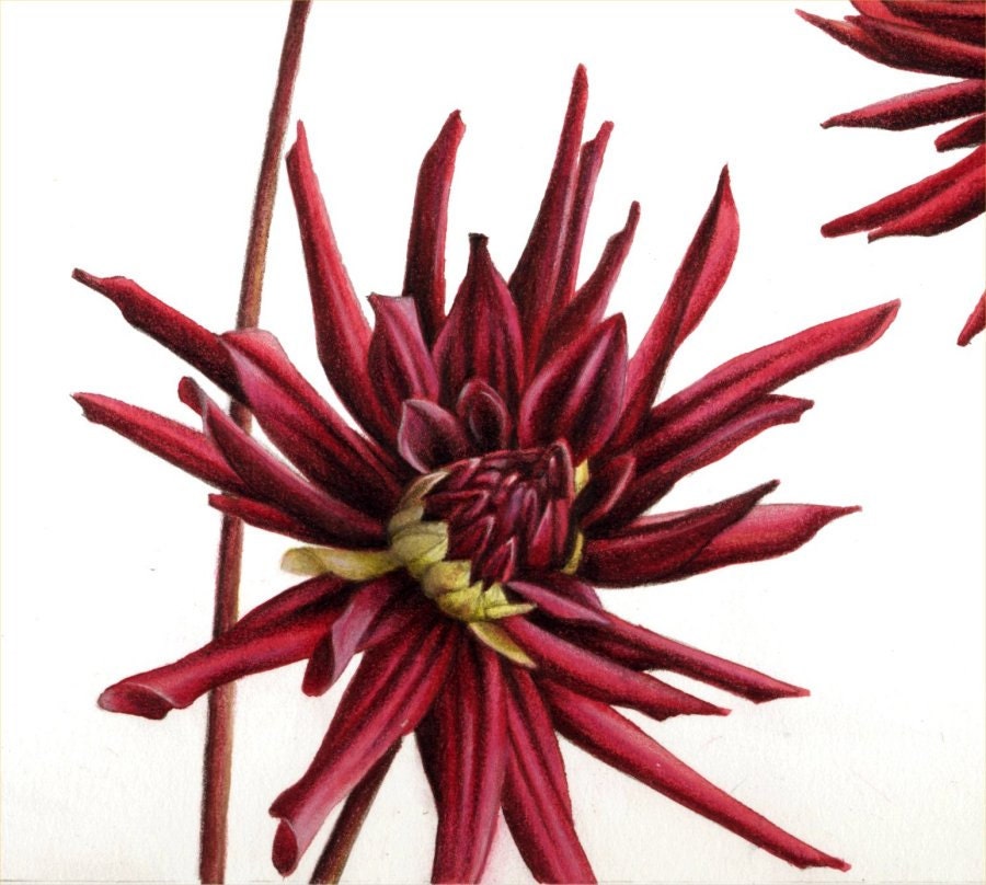 Botanical Art Print | Red Dahlias | 10" X 7" | Archival Print | Flower ...