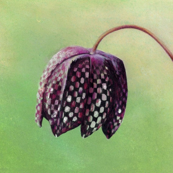 Snake S Head Fritillary Botanical Art 7 X Etsy