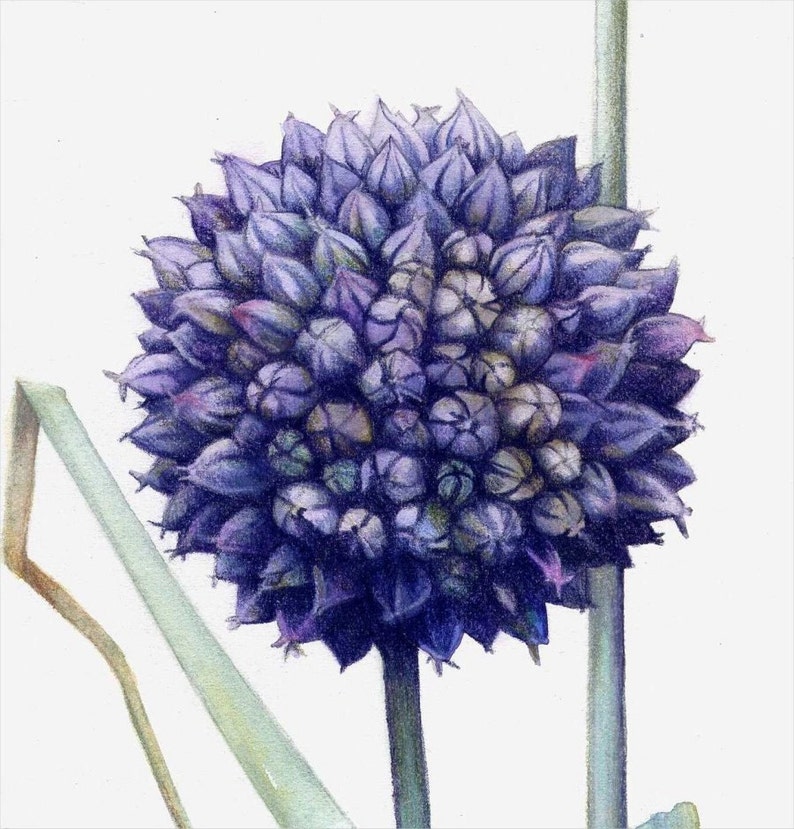 Art print of blue garlic flower 7 x 10 Reproduction of botanical watercolour Allium ampeloprasum, County Flower of Cardiff image 3