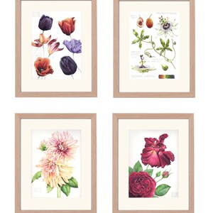 May include: Four framed botanical art prints. The prints feature watercolor illustrations of flowers, including tulips, passionflower, dahlias, and roses. Each print is in a light wood frame with a white mat.