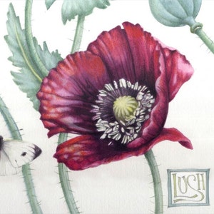 May include: A watercolor illustration of a deep red poppy flower with a dark center and white accents. The flower is surrounded by green stems and leaves, with a white butterfly and the word "LUSH" in a square frame.