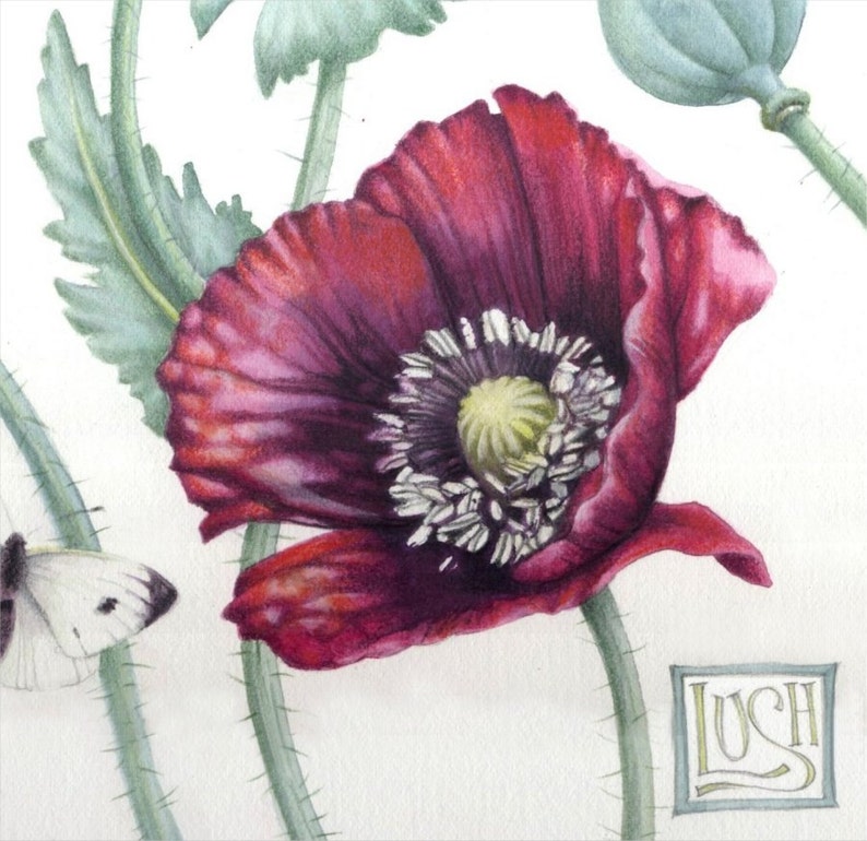 May include: A watercolor illustration of a deep red poppy flower with a dark center and white accents. The flower is surrounded by green stems and leaves, with a white butterfly and the word "LUSH" in a square frame.