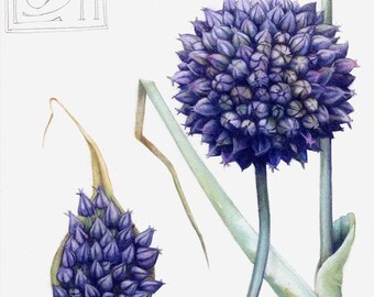 Art print of blue garlic flower | 7" x 10" | Reproduction of botanical watercolour | Allium ampeloprasum, County Flower of Cardiff