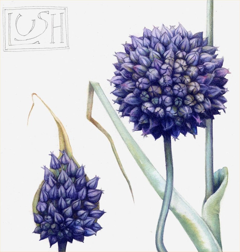 Art print of blue garlic flower 7 x 10 Reproduction of botanical watercolour Allium ampeloprasum, County Flower of Cardiff image 1