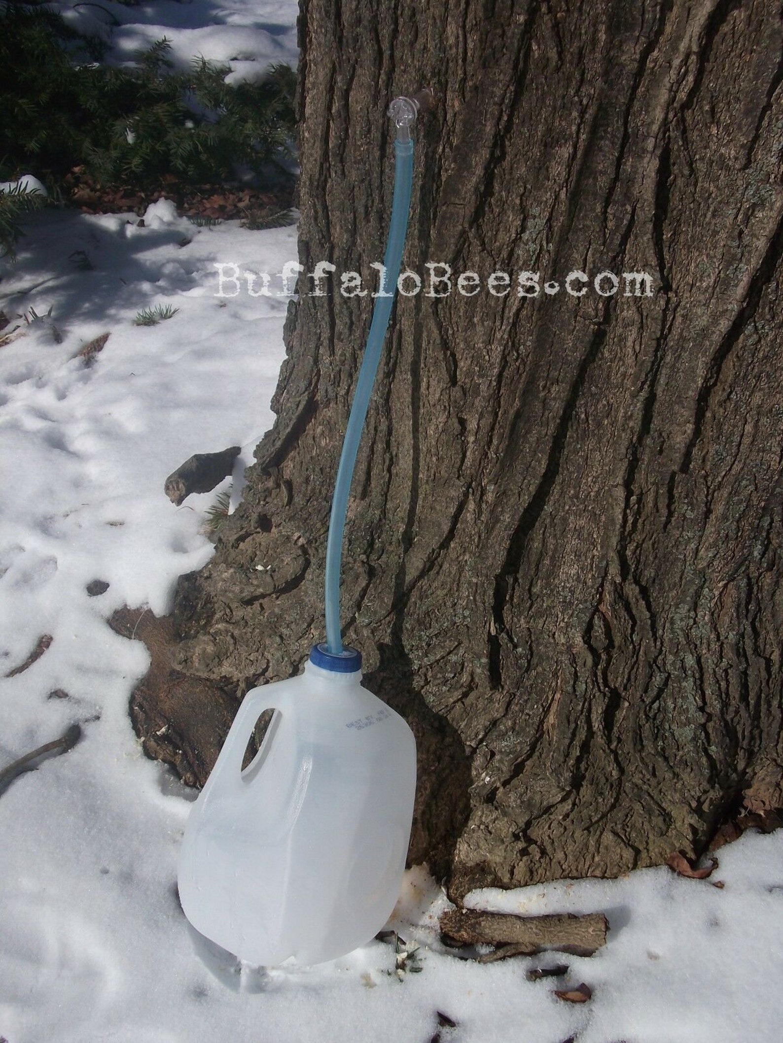 20 NEW Maple Tree Sap Taps & 24 Hoses 5/16 Tree Etsy