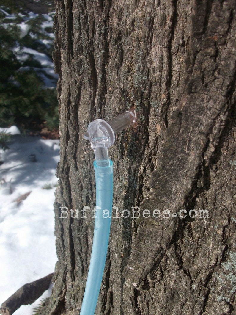 20 NEW Maple Tree Sap Taps & 24 Hoses 5/16 Tree Etsy