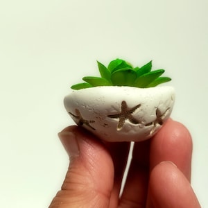 May include: A small white ceramic planter with a succulent plant inside. The planter has a textured surface and is decorated with starfish.