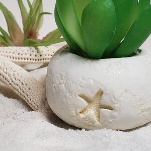 May include: A white ceramic planter with a starfish design, filled with a green succulent plant. The planter is sitting on white sand.