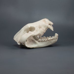 Tasmanian Devil Skull Replica (Museum Quality)