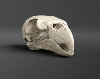 Réplica del cráneo de un loro cocotero (calidad de museo)
