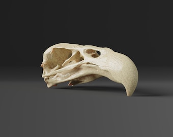 高品質　ガチョウ 頭骨 ♂ 即納☆ 高品質 ガチョウ 頭骨 ♂ - 頭骨・骨格標本・剥製販売