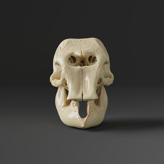 アジアゾウの頭蓋骨レプリカ（博物館品質） - Etsy 日本