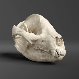 Panda Bear Skull Replica (Museum Quality)