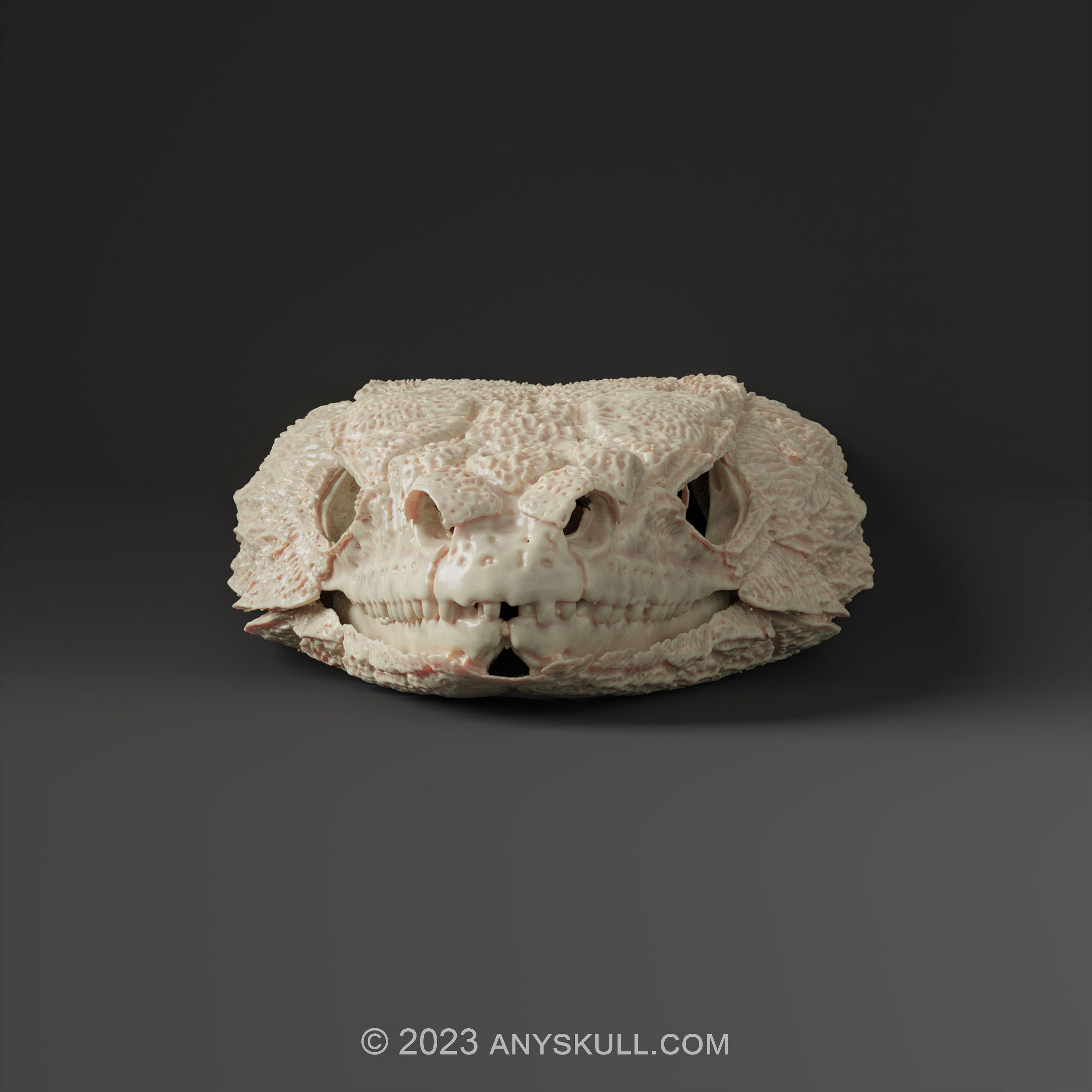 アルマジロトカゲの頭蓋骨レプリカ（博物館品質） - Etsy 日本