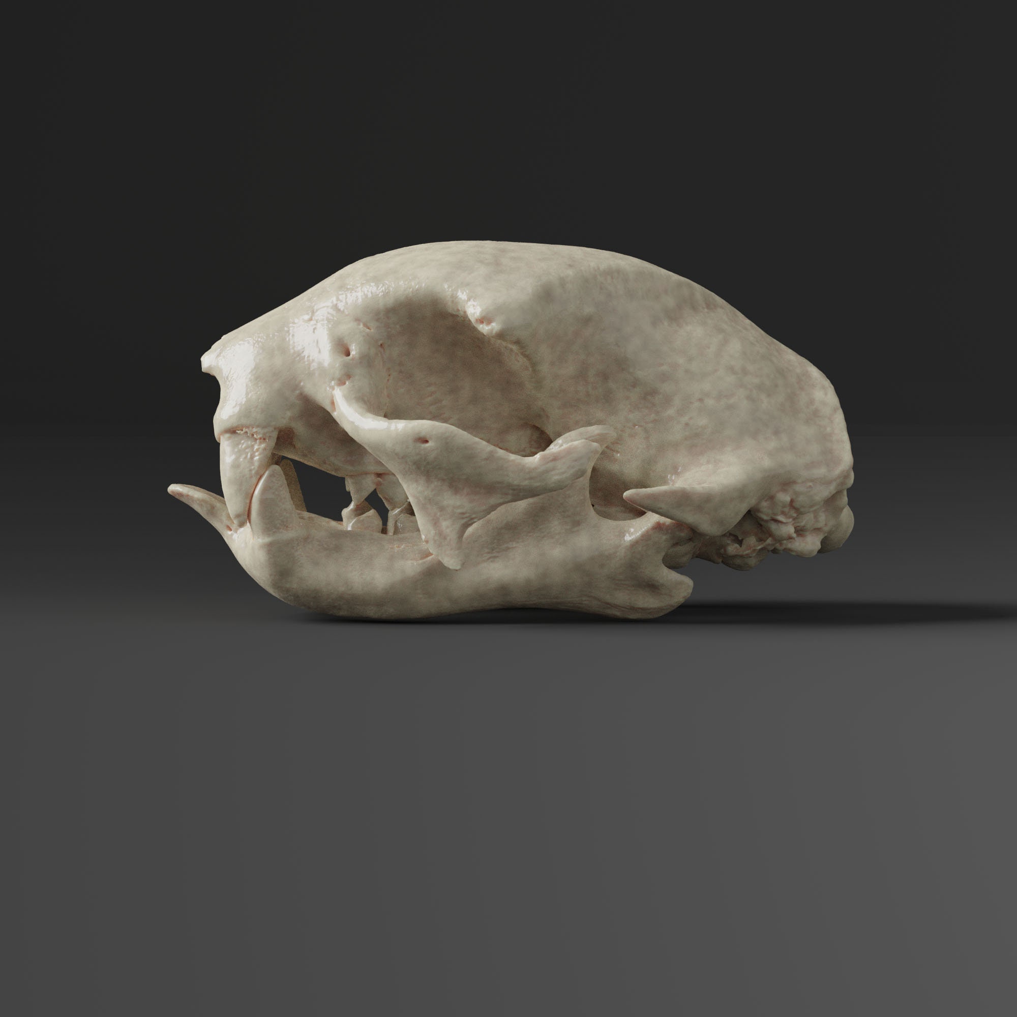 貴重！ポットー 頭骨 Perodicticus potto（ポットー）