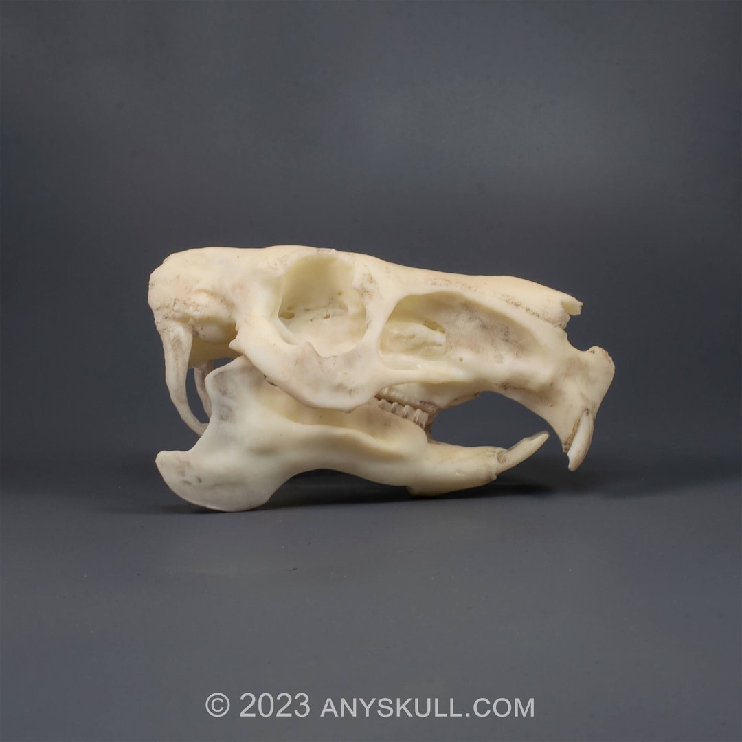 カピバラの頭蓋骨レプリカ（博物館品質） - Etsy 日本