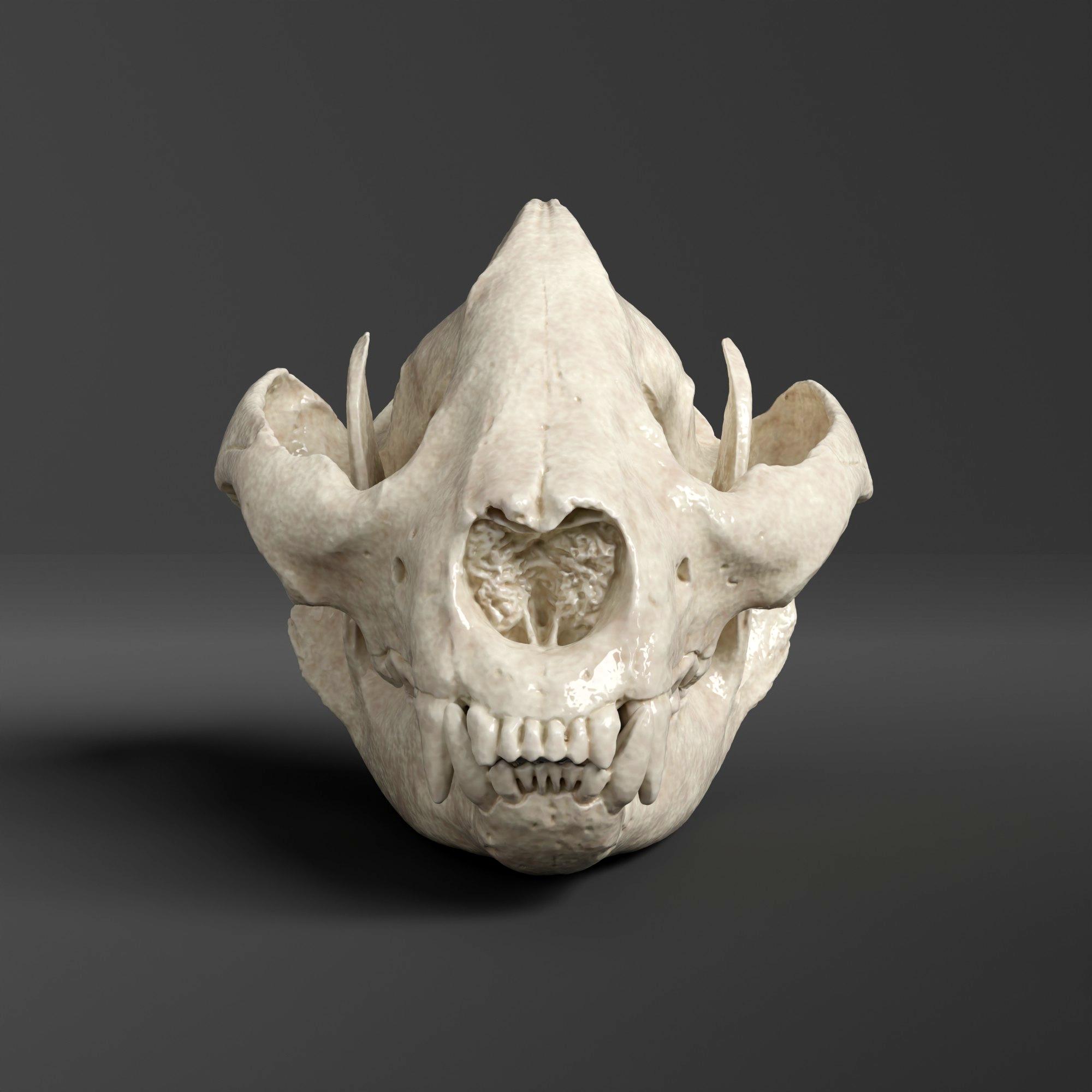 パンダの頭蓋骨のレプリカ（博物館品質） - Etsy 日本