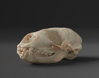 Replica del teschio di foca comune (qualità museale)