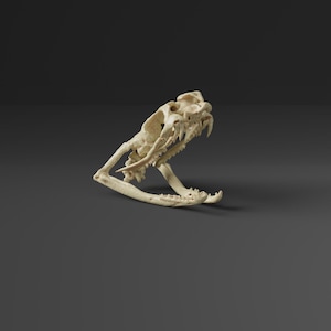Op de afbeelding: Een gedetailleerde, gebroken witte slangen schedel met zichtbare tanden en botstructuur. De schedel staat in een hoek, wat de ingewikkelde details van de anatomie van het reptiel laat zien. De achtergrond is effen donkergrijs.