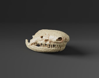 Réplica de cráneo de cecilia excavadora mexicana (calidad de museo)