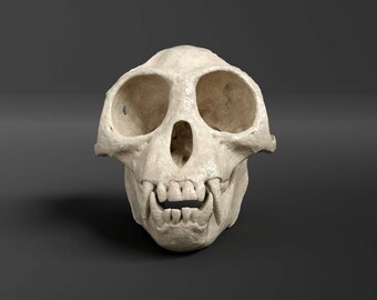貴重！タンタルスモンキー 頭骨 ダスキーリーフモンキーの頭蓋骨レプリカ（博物館品質） - Etsy 日本